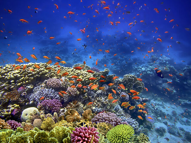 THY ile İstanbul'dan Sharm El Sheikh Turu 3 Gece